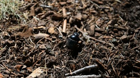 The dung beetle, a native and common insect in Africa, in the conifer forest just outside of Fez. I have enough pride to admit that I was too excited to see this insect most people ignored (my favorite animal).